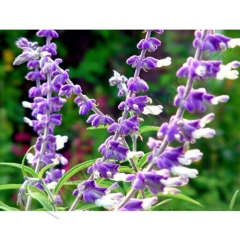 Flor de salvia