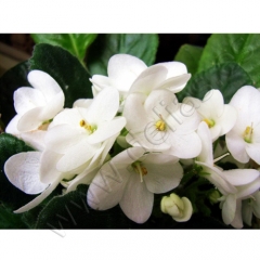 Begonia white