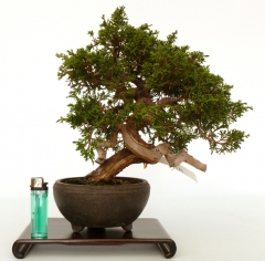 Enzo bonsai - foto 21