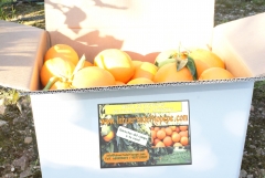 Caja de naranja en el campo