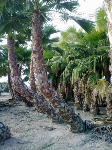 Washingtonia Palmeras