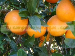 Naranjas naturales, directamente del arbol a su casa