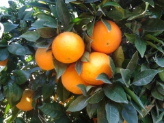 Naranja  variedad navelina, luce explendida a principios de diciembre
