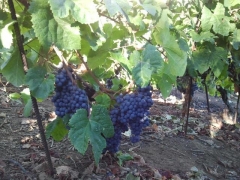 Las uvas de nuestro vino vendimia el barranquillo vino tenerife