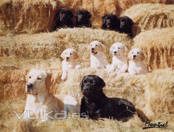 Labrador Retriever en grupo