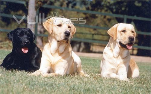 Mis Primeros ejemplares de Labrador Retriever