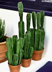 Cactus decoracion los + naturales de los artificiales en la tienda online  articoencasacom