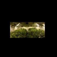 Foto cultivo interior Barnaplant grow