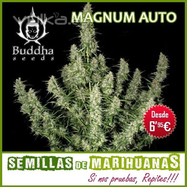 Semillas Autoflorecientes - Magnum Auto