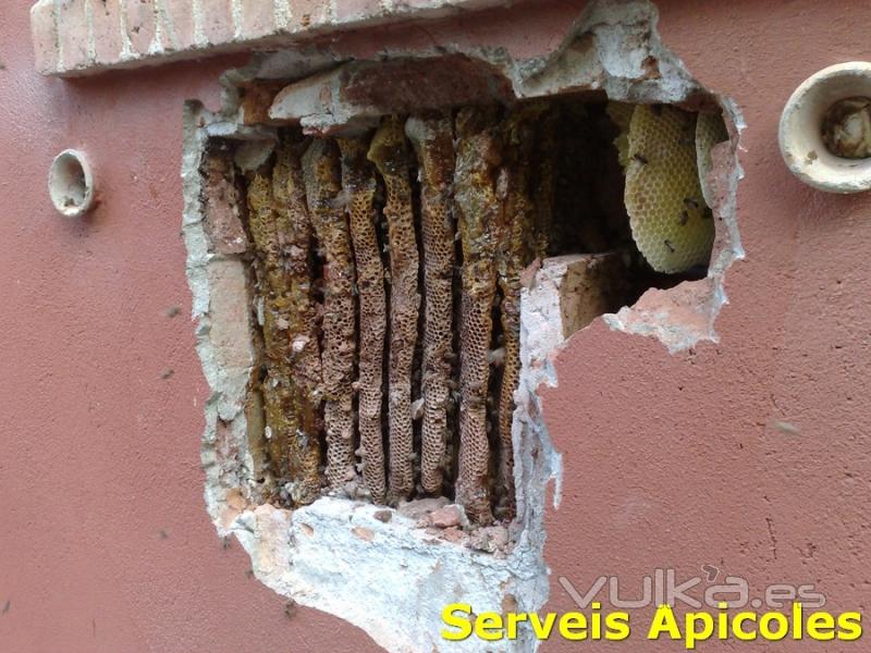 Enjambre de abejas dentro de la cámara de aire de una pared