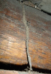 Las termitas crean tuneles terrosos