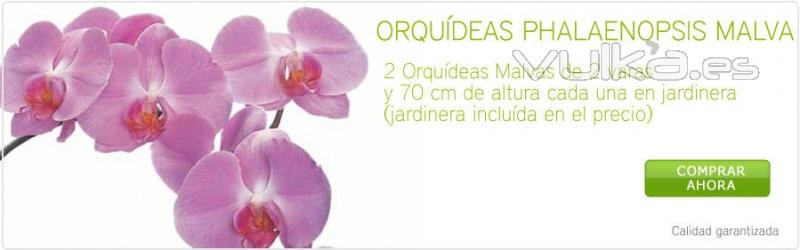 Regala orquídeas con flores4you