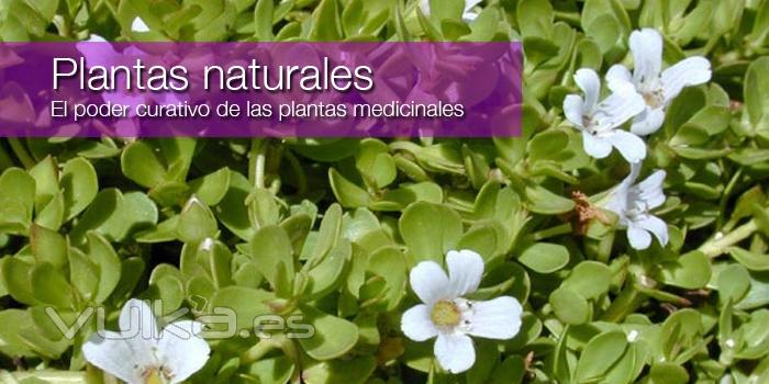 Plantas naturales, envasadas o a granel, consulta nuestro catalogo