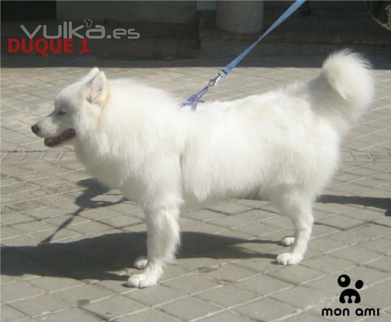 Precioso Samoyedo