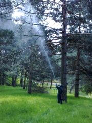 Fumigacion contra procesionaria del pino realizada por ailcapa
