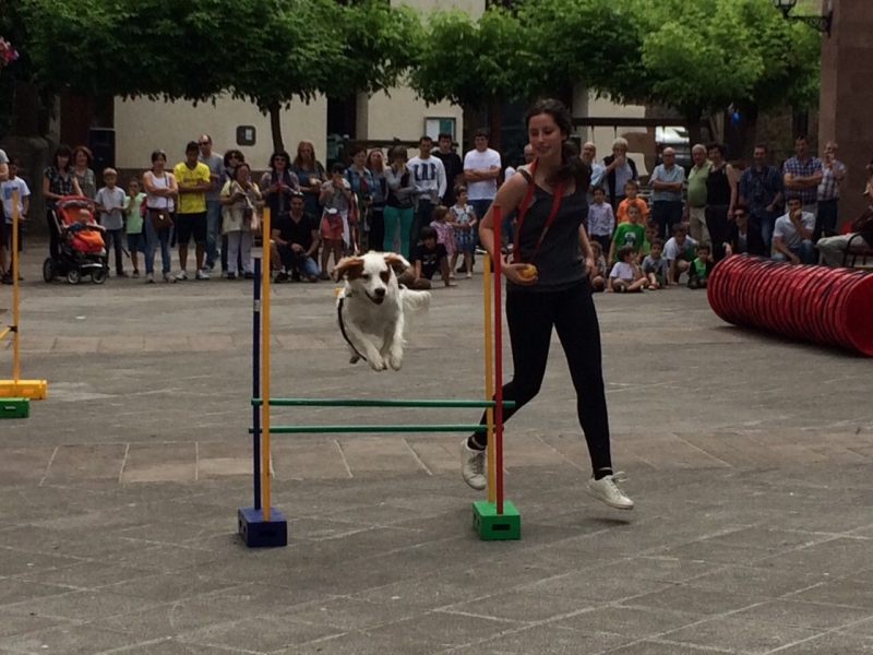 AGILITY EN SAN SEBASTIAN ETOLCANIN