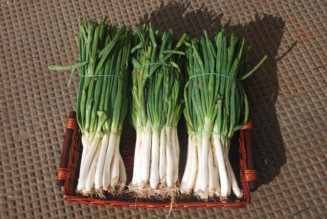 Calçots listos para asar.