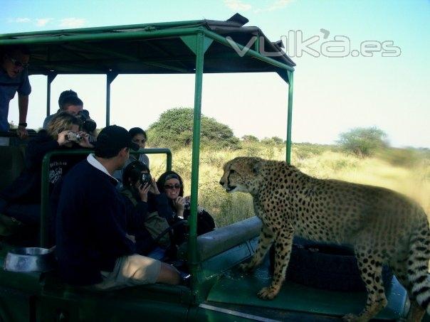 SLU-Madrid students get close and personal with the wildlife during an African safari.