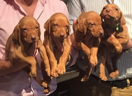 Vizsla hunting dog