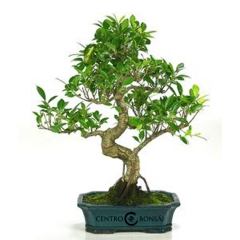 Bonsai ficus retusa 10 anos genero ficu retusa