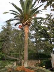 Poda de una palmera,parte superior