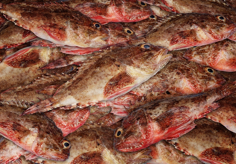 Fotomurales para pescadería.