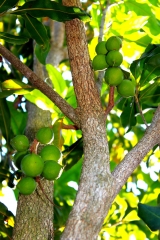 Venta de plantas tropicales; nueces de macadamia y aguacate todas variedades