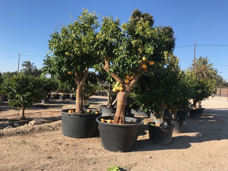 Plantas y arboles ornamentales en Elche