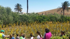 Visita de escolares a la finca de aloe vera de Agualoe SL, en Agua de Bueyes, Fuerteventura