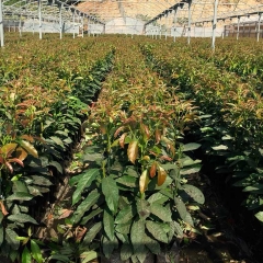 Foto 172 agricultura y ganadería en Málaga - Viveros Loeva