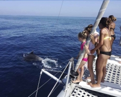 Avistamiento de delfines en malaga