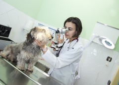 Oftalmologia veterinaria en leon cirugia avanzada de ojos cataratas en perros pide tu cita