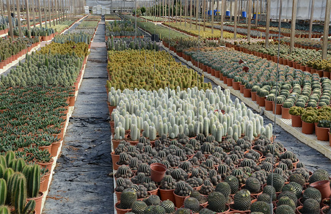 Producción Ornamental Mediterráneo