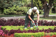 nuestro jardinero Alicante trabajando