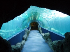 Grandes acuarios, tuneles de metacrilato