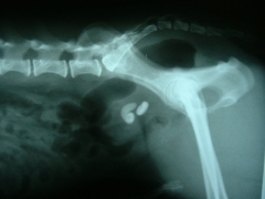 Diagnostico por imagen - radiografia