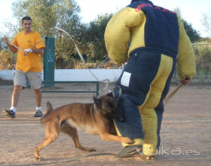 educación canina