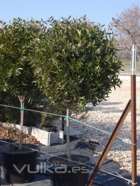 CALLISTEMON LAEVIS COPA 