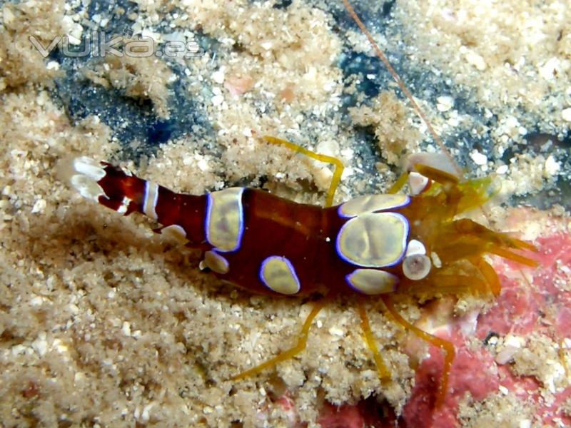 DIVE CENTER CORRALEJO, S. L.