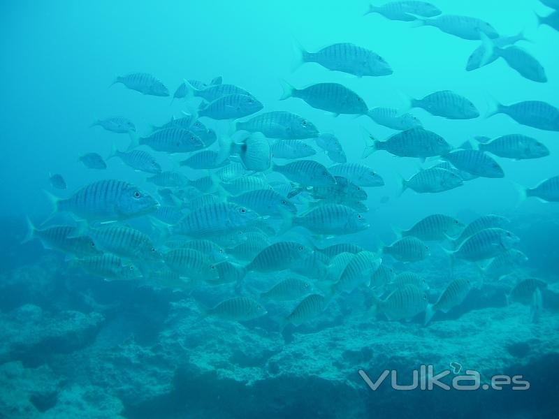 DIVE CENTER CORRALEJO, S. L.