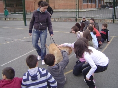 Foto 44 veterinaria en Guipúzcoa - Etolcanin Educacion Canina,adiestramiento y Etologia Aplicada