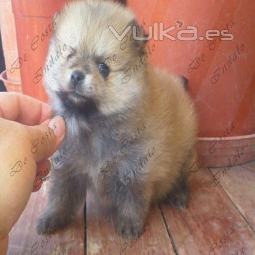 Cachorrito de la camada de febrero