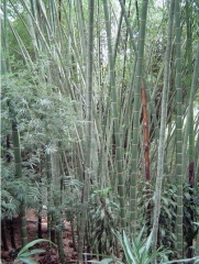 Estoy observando plantar bambu como barrera de sonido en mi propiedad que tipo de especie de bambu deberia ser