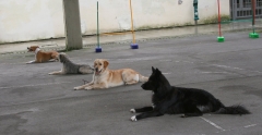 Trabajo grupal-educacion canina guipuzcoa,san sebastian,irun