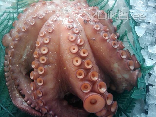 pulpo cocido