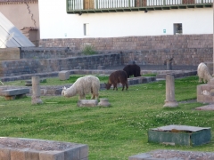 Llamitas y alpacas - typical animals from the andes