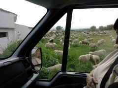 Parada para ver las ovejas
