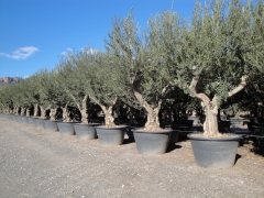 Olivos en contenedor