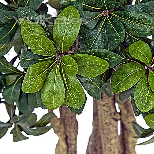 Árbol Pittosporum detalle. lallimona.com