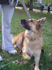 Foto 593 adiestramiento de animales - Etolcanin Educacion Canina,adiestramiento y Etologia Aplicada